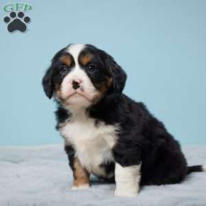 Freddy, Miniature Bernese Mountain Dog Puppy